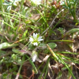 Cerastium atrovirens Bab. (Céraiste à quatre étamines)