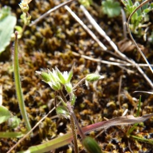 Photographie n°57391 du taxon Cerastium semidecandrum L. [1753]