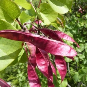 Photographie n°57396 du taxon Cercis siliquastrum L. [1753]