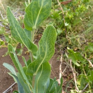  - Cerinthe minor subsp. auriculata (Ten.) Rouy [1927]