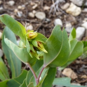  - Cerinthe minor subsp. auriculata (Ten.) Rouy [1927]