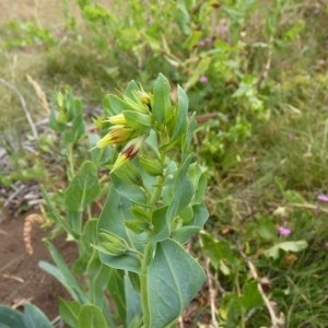  - Cerinthe minor subsp. auriculata (Ten.) Rouy [1927]