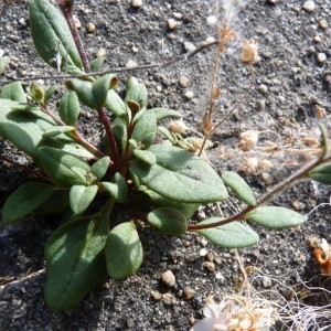 Photographie n°57404 du taxon Chaenorhinum rubrifolium (Robill. & Castagne ex DC.) Fourr. [1869]