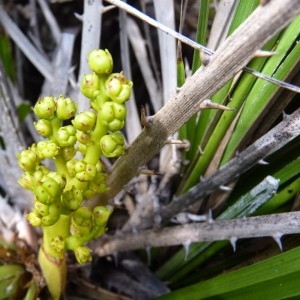Photographie n°57406 du taxon Chamaerops humilis L. [1753]