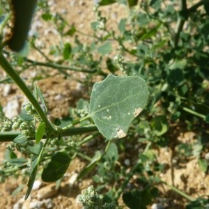 Photographie n°57411 du taxon Chenopodium opulifolium Schrad. ex W.D.J.Koch & Ziz [1814]