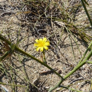 Photographie n°57417 du taxon Chondrilla juncea L. [1753]