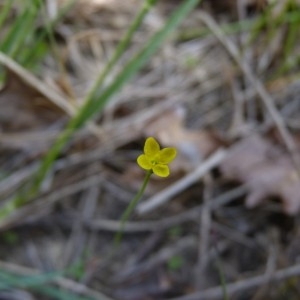 Photographie n°57418 du taxon Cicendia filiformis (L.) Delarbre