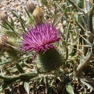 Cirsium echinatum (Desf.) DC. (Cirse hérissé)