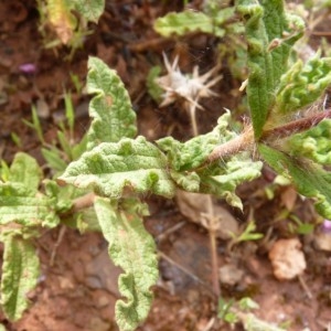 Photographie n°57428 du taxon Cistus crispus L. [1753]