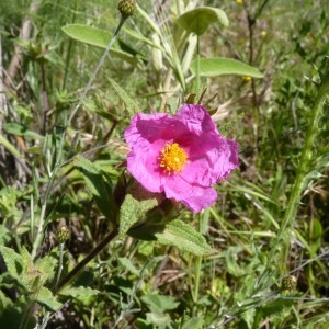 Photographie n°57429 du taxon Cistus crispus L. [1753]