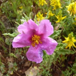 Photographie n°57431 du taxon Cistus crispus L. [1753]