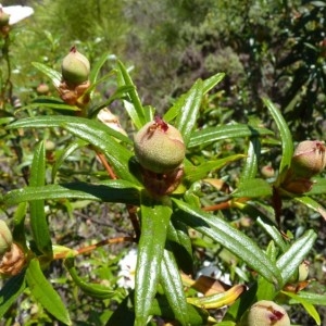 Photographie n°57432 du taxon Cistus ladanifer L. [1753]