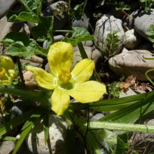 Momordica lanata Thunb. (Melon d'eau)