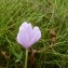  Mathieu MENAND - Colchicum alpinum DC. [1805]