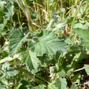 Photographie n°57457 du taxon Convolvulus althaeoides L. [1753]