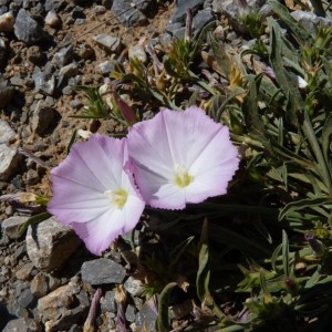 Photographie n°57461 du taxon Convolvulus lineatus L. [1759]