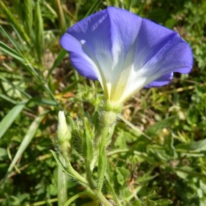 Photographie n°57462 du taxon Convolvulus tricolor L.