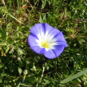  - Convolvulus tricolor L.