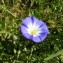  Mathieu MENAND - Convolvulus tricolor L.