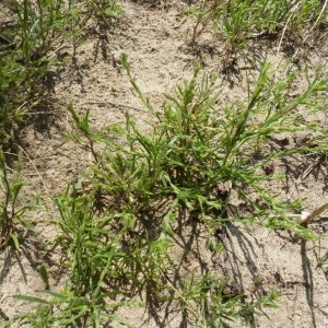 Photographie n°57470 du taxon Corispermum intermedium sensu auct. gall.