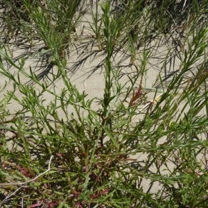 Photographie n°57471 du taxon Corispermum intermedium sensu auct. gall.