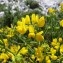  Mathieu MENAND - Coronilla juncea L. [1753]