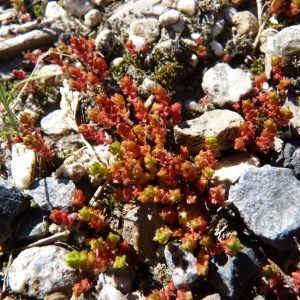 Photographie n°57483 du taxon Crassula tillaea Lest.-Garl. [1903]