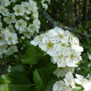 Photographie n°57484 du taxon Crataegus laevigata (Poir.) DC. [1825]