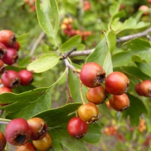 Photographie n°57486 du taxon Crataegus monogyna Jacq. [1775]