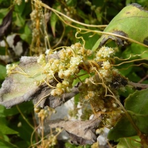 Photographie n°57495 du taxon Cuscuta campestris Yunck. [1932]