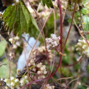 Photographie n°57497 du taxon Cuscuta europaea L. [1753]