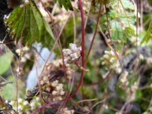 Mathieu MENAND, le 14 juillet 2011 (Villard-de-Lans)
