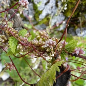 Photographie n°57498 du taxon Cuscuta europaea L. [1753]