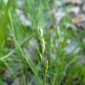 Photographie n°57522 du taxon Danthonia decumbens (L.) DC. [1805]