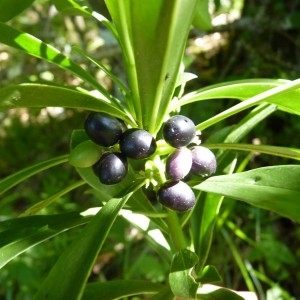 Photographie n°57524 du taxon Daphne laureola subsp. laureola