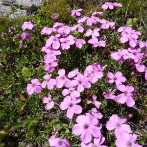 Photographie n°57527 du taxon Dianthus pavonius Tausch [1839]