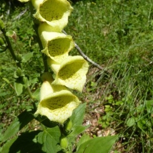 Photographie n°57531 du taxon Digitalis grandiflora Mill. [1768]