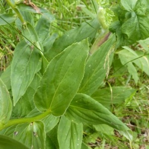 Photographie n°57532 du taxon Digitalis grandiflora Mill. [1768]