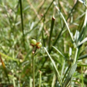  - Dorycnium herbaceum subsp. gracile (Jord.) Nyman [1878]
