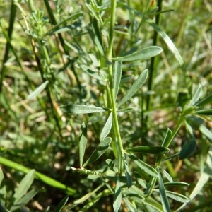  - Dorycnium herbaceum subsp. gracile (Jord.) Nyman [1878]