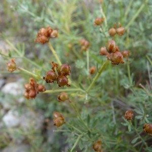 Photographie n°57543 du taxon Dorycnium pentaphyllum Scop. [1772]