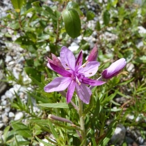 Photographie n°57565 du taxon Epilobium dodonaei subsp. fleischeri (Hochst.) Schinz & Thell. [1923]