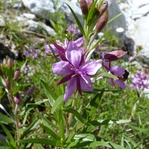 Photographie n°57566 du taxon Epilobium dodonaei subsp. fleischeri (Hochst.) Schinz & Thell. [1923]