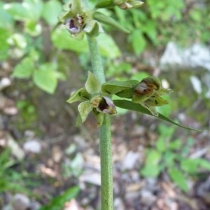 Epipactis leptochila (Godfery) Godfery (Épipactis à labelle étroit)