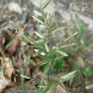  - Eragrostis cilianensis (All.) Vignolo ex Janch. [1907]