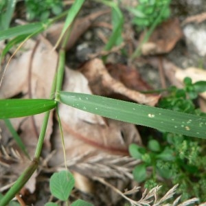 Megastachya purpurascens (Mühl.) Schult. (Éragrostide à gros épillets)