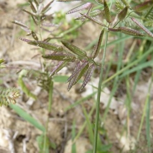  - Eragrostis cilianensis (All.) Vignolo ex Janch. [1907]