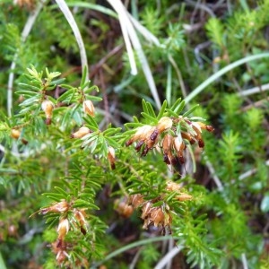Photographie n°57586 du taxon Erica herbacea L. [1753]