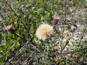 Mathieu MENAND, le  4 août 2011 (Noailles)