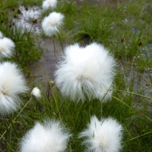 Photographie n°57592 du taxon Eriophorum scheuchzeri Hoppe [1800]